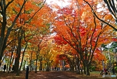 秋色のトンネル