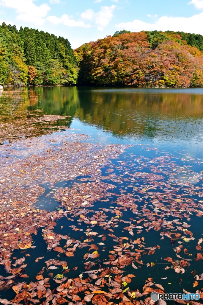 ダム湖に落葉