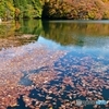 ダム湖に落葉
