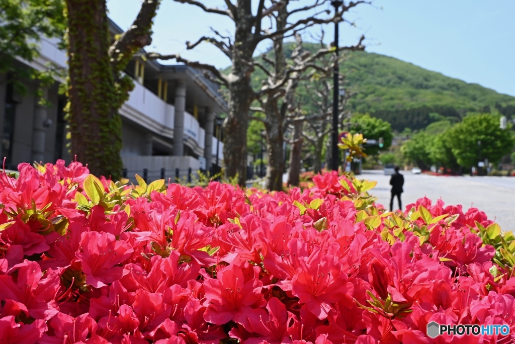 基坂のツツジ