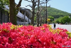 基坂のツツジ