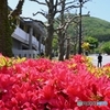 基坂のツツジ