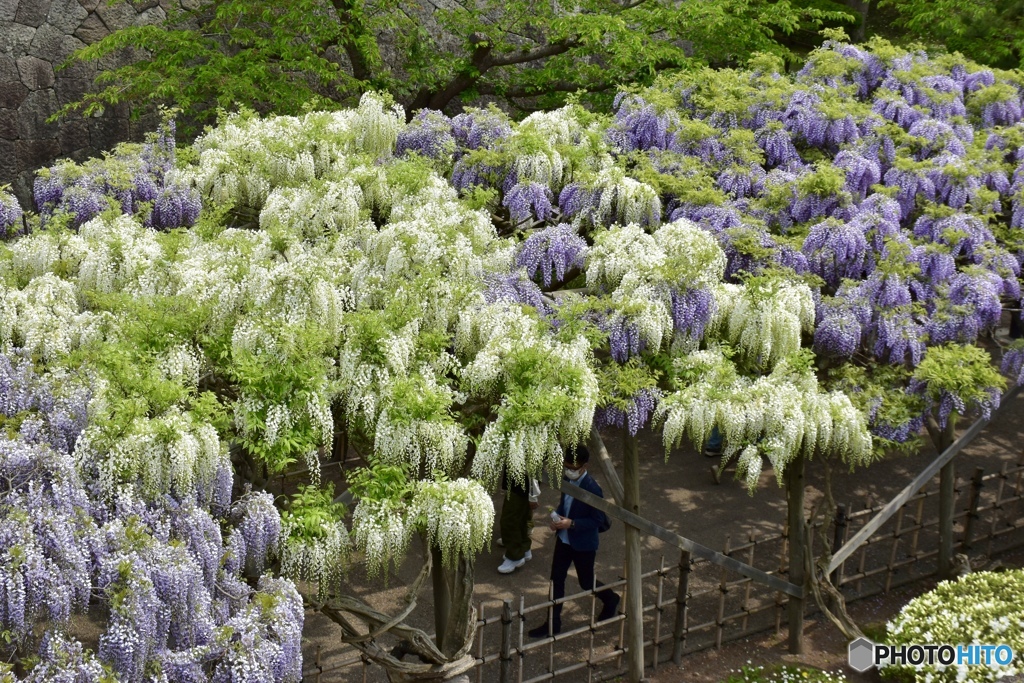 函館五稜郭公園の藤棚