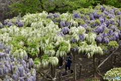 函館五稜郭公園の藤棚