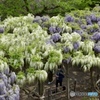 函館五稜郭公園の藤棚