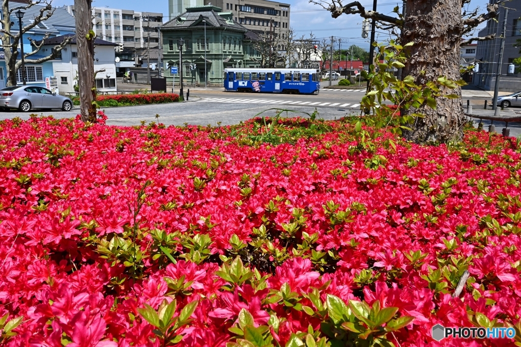 基坂のツツジ ２
