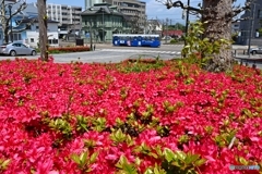 基坂のツツジ ２