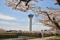 満開の桜でした。