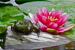 美女と野獣