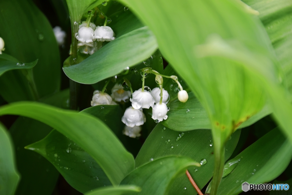 雨あがり
