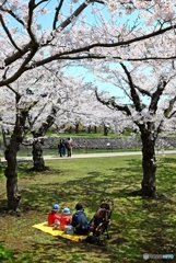 お花見日和