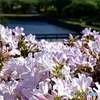 五稜郭公園　リュウキュウツツジ