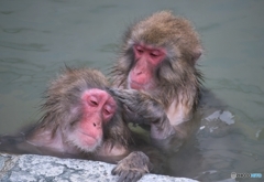 サルもほっこり！