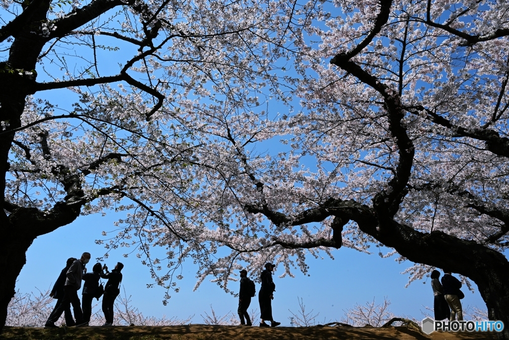 桜の木の下で