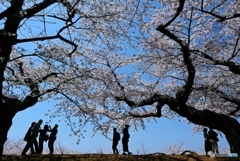 桜の木の下で