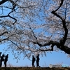桜の木の下で