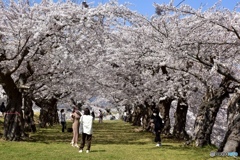 桜のトンネル