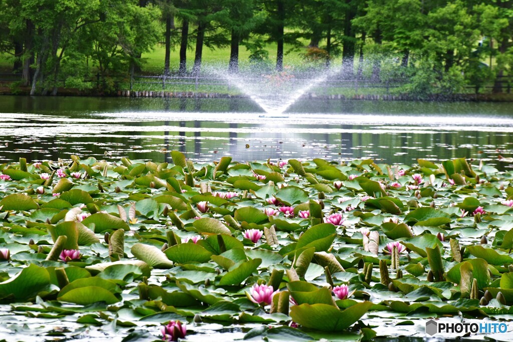 八郎沼公園散策　4