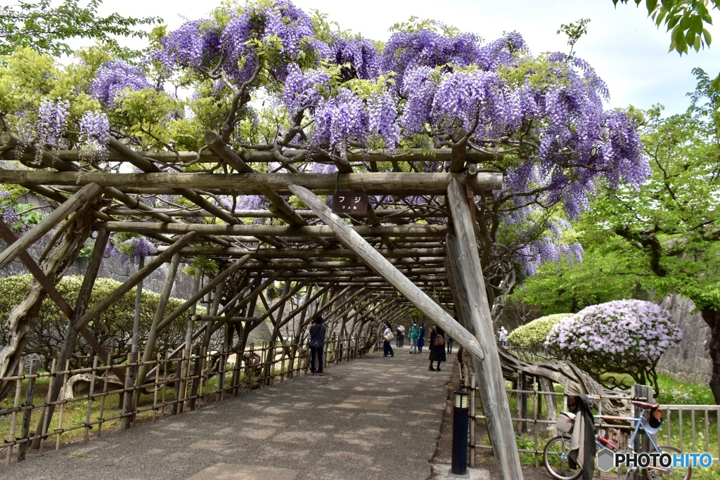 函館五稜郭公園の藤棚