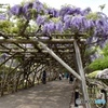 函館五稜郭公園の藤棚