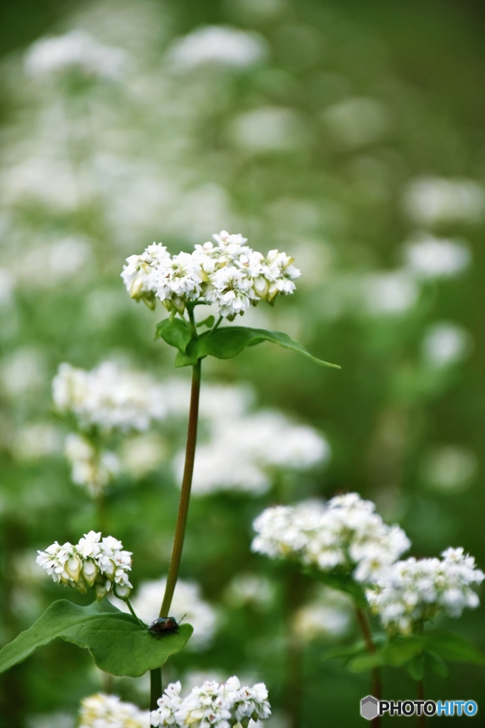 純白の花