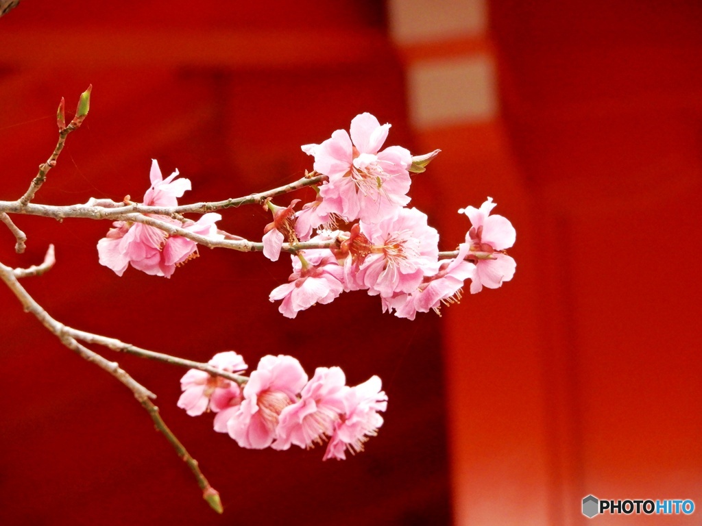 函館八幡宮の春Ⅲ