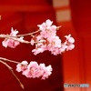 函館八幡宮の春Ⅲ
