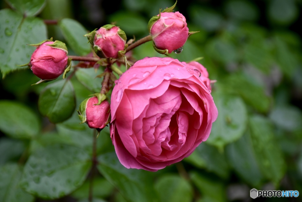 庭の薔薇です。