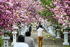 伊香具神社の八重桜