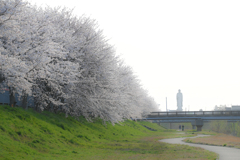 長浜新川の桜