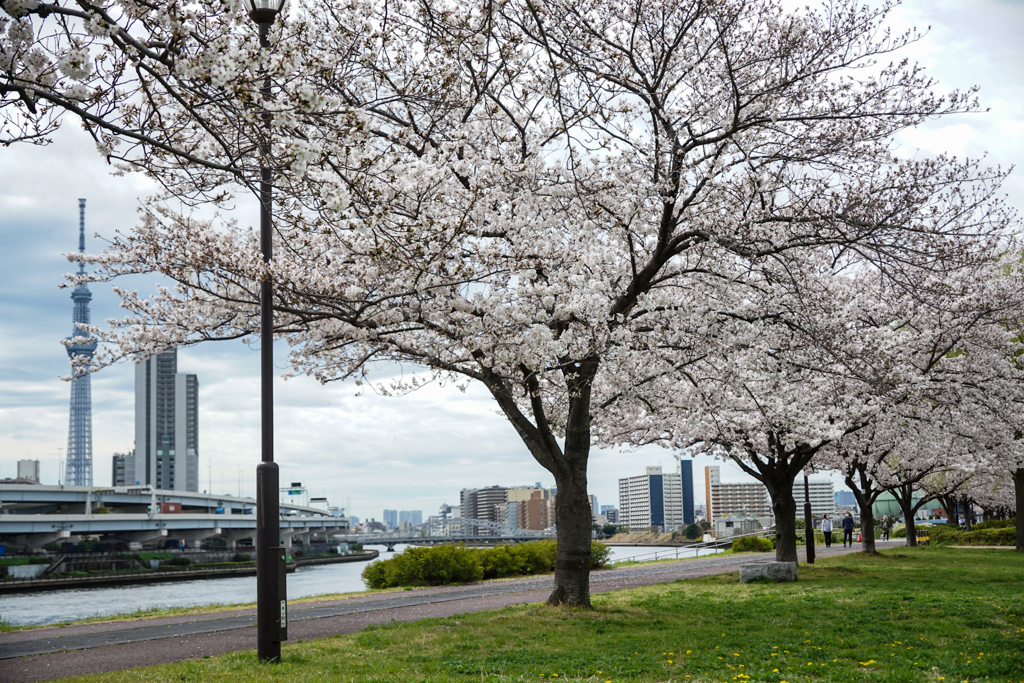 桜並木