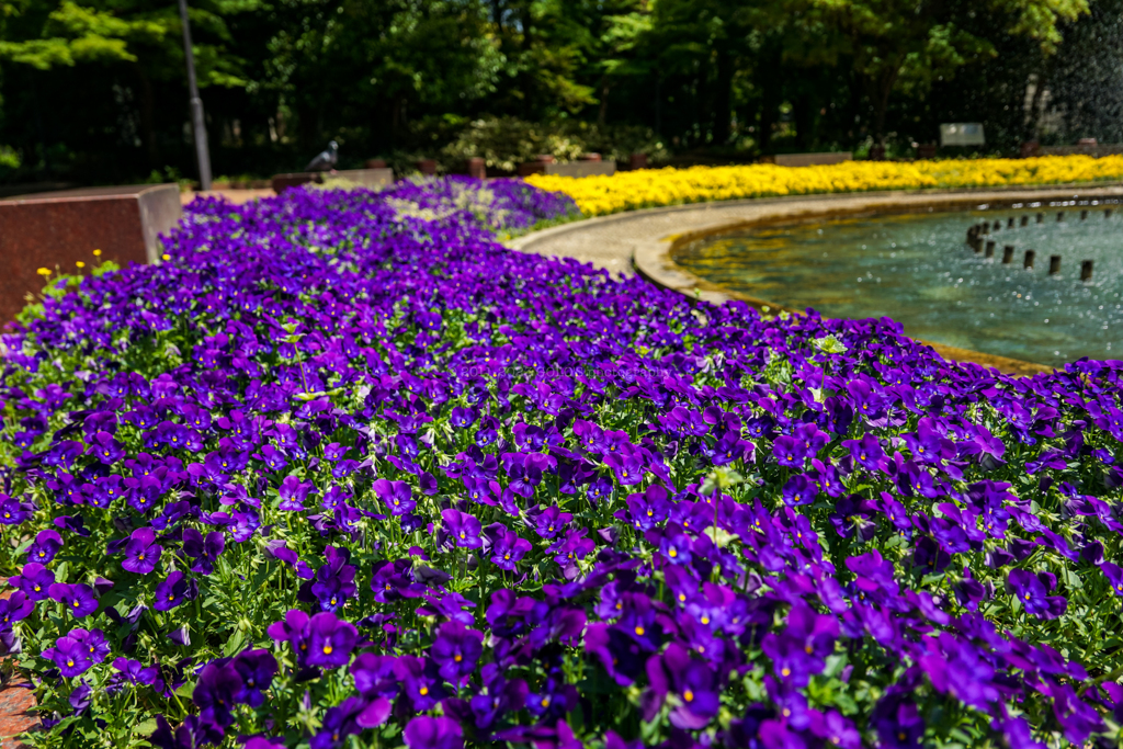 鴎の噴水前の花壇