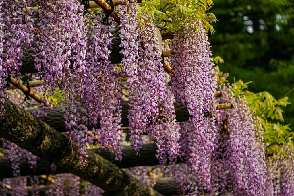 藤の花