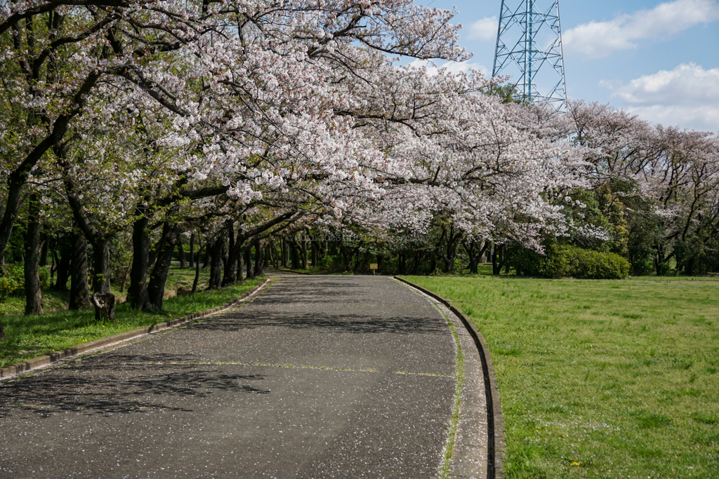 桜並木