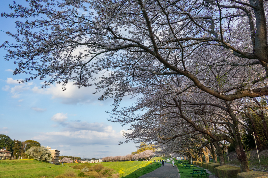 利根運河の桜並木
