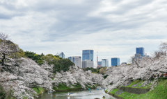 千鳥ヶ淵の桜