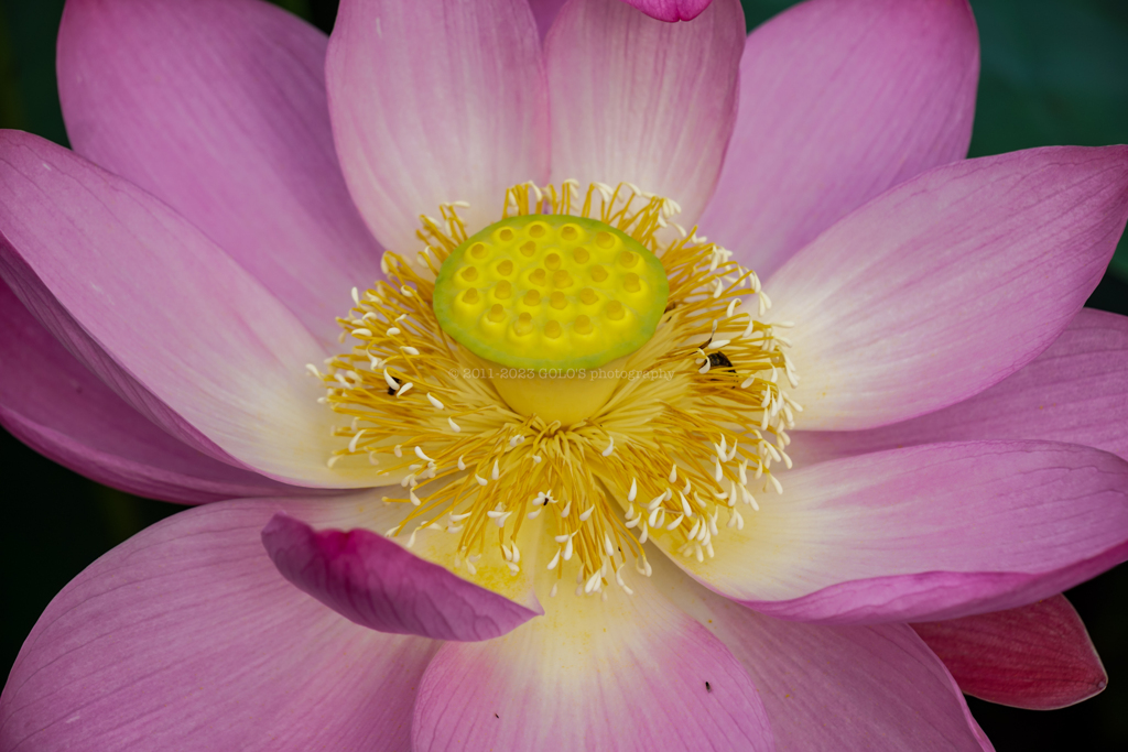 蓮の花