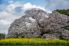 山桜と菜の花