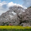 山桜と菜の花