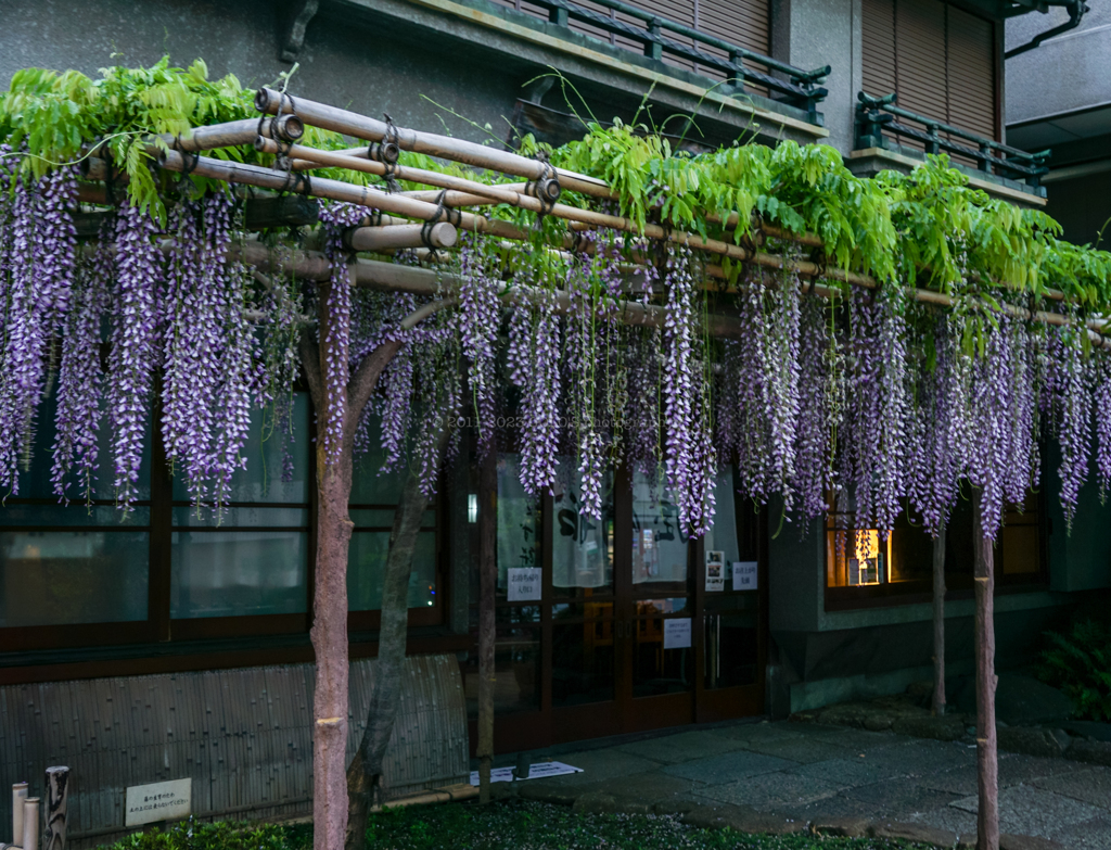 船橋屋の藤棚