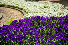 鴎の噴水前の花壇