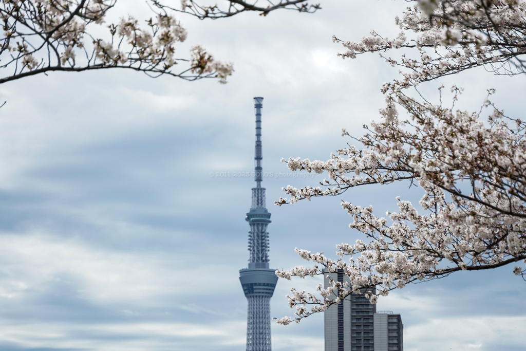 東京スカイツリーと桜