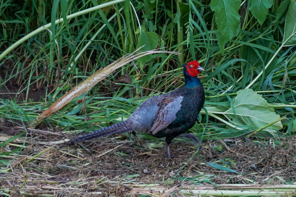 鳴かなくても目立ちますね