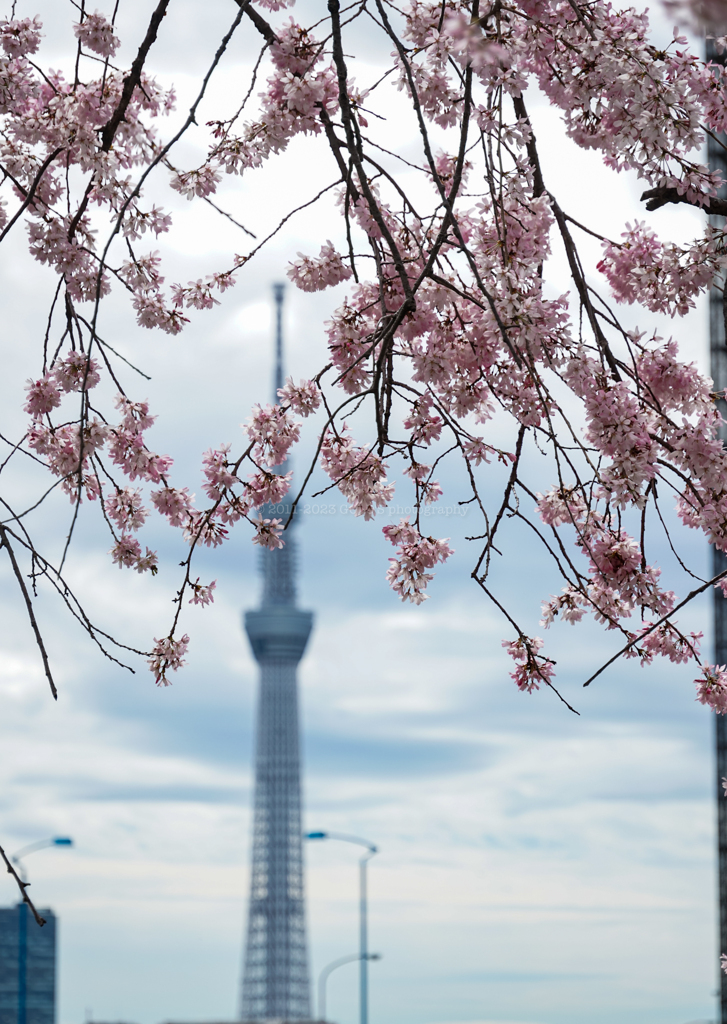東京スカイツリーと桜