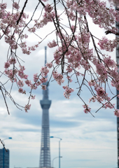 東京スカイツリーと桜
