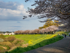 利根運河の桜並木