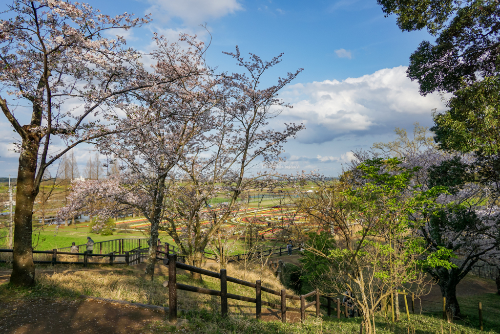 さくら山からの景色