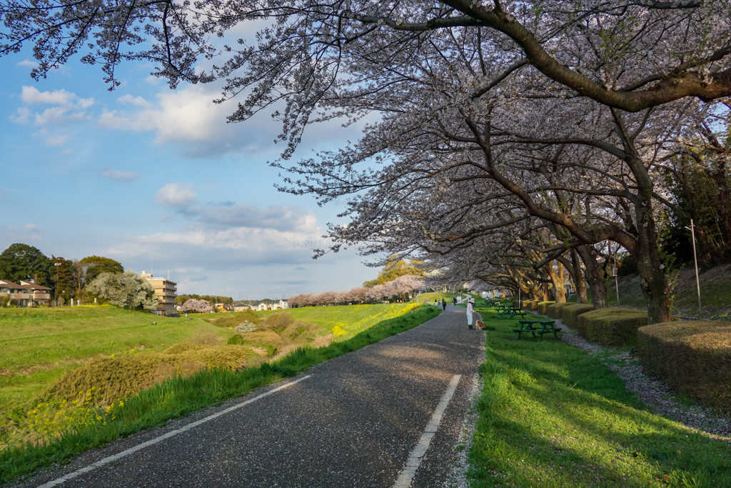 利根運河の桜並木