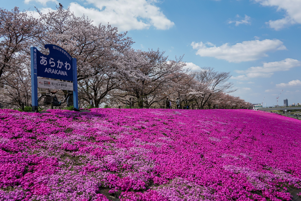 桜と芝桜