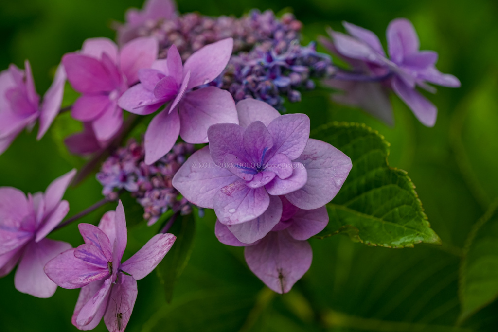 紫陽花